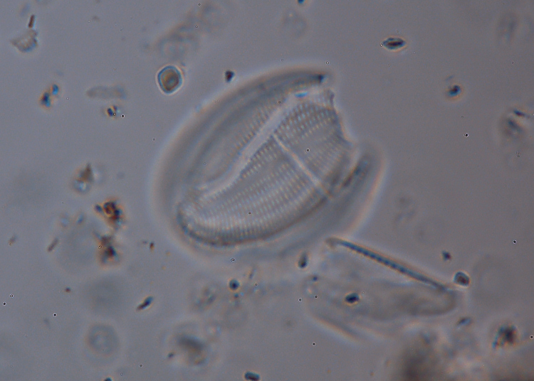 Cimitero di diatomee?